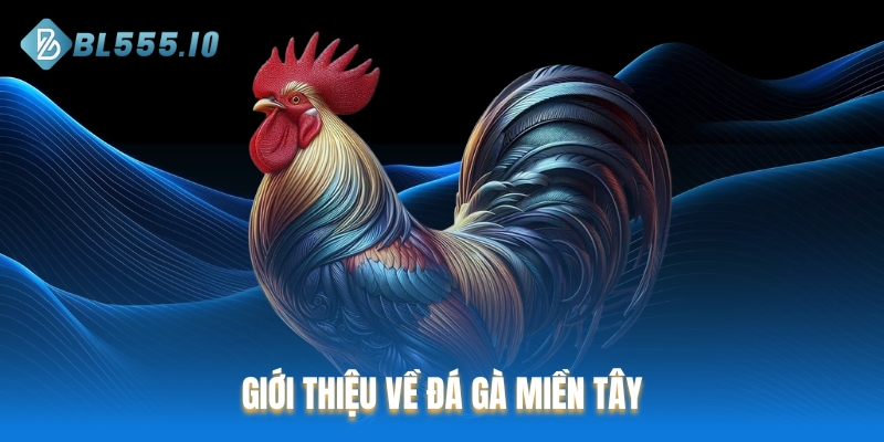 Giới thiệu về đá gà miền Tây