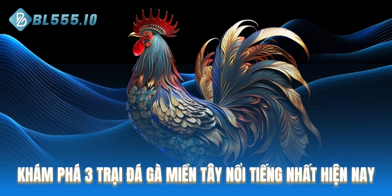 Khám phá 3 trại đá gà miền Tây nổi tiếng nhất hiện nay